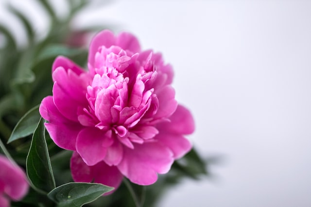 funeral homes in Santa Rosa, CA