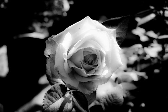 cremation services in Rohnert Park, CA