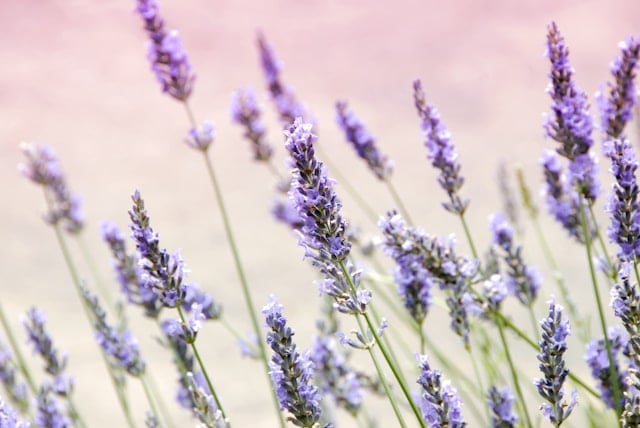 Soft purple lavender flowers in bloom, symbolizing peace and remembrance, are often used by funeral homes in Healdsburg, CA, for memorial arrangements and calming tribute settings.