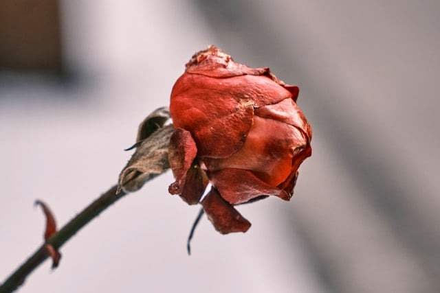 Wilted red rose symbolizing remembrance and lasting love at a memorial service in Windsor, CA.